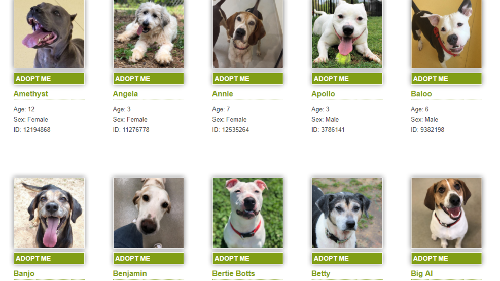 lynchburg spca dogs